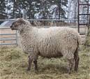 Sheep Trax Lex 286L